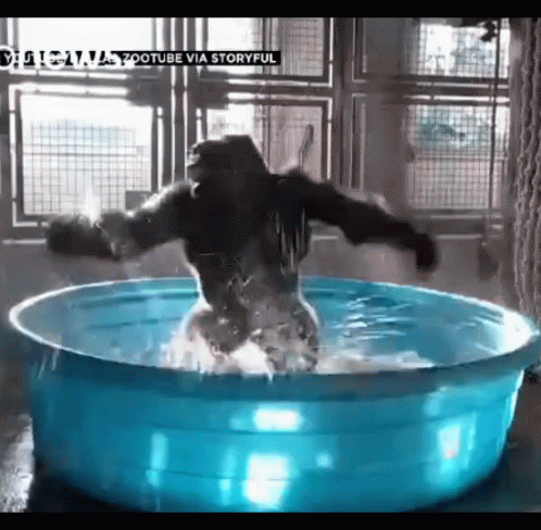 A Gorilla Is Standing In A Blue Bowl Of Water GIF