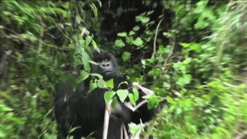 A Gorilla Is Standing In A Lush Green Forest Surrounded By Trees And Leaves . GIF