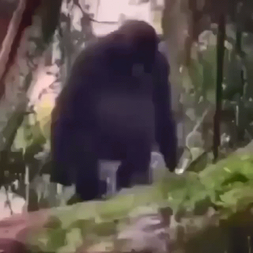 A Gorilla Is Walking Through The Woods In A Painting . GIF