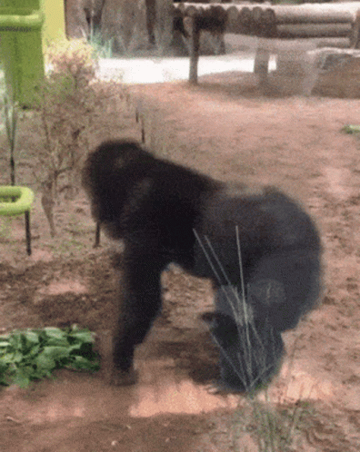 A Gorilla Squatting Down In The Dirt Near A Green Bucket GIF