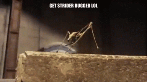 A Grasshopper Is Walking Across A Stone Wall With The Words `` Get Strider Bugged Lol '' Written Above It . GIF