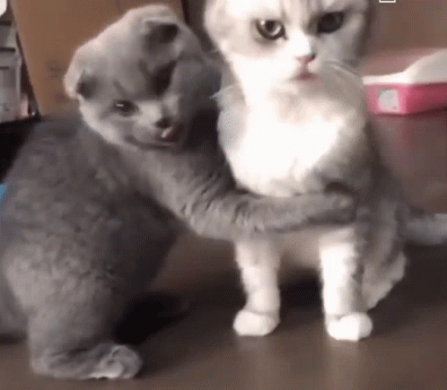 A Gray And White Cat Hugging Each Other On A Wooden Floor . GIF