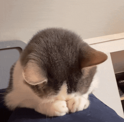 A Gray And White Cat Is Covering Its Face With Its Paw GIF