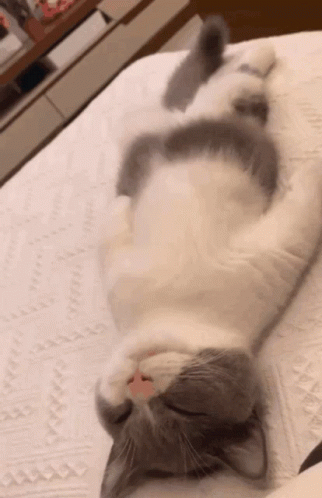 A Gray And White Cat Is Laying On Its Back On A Bed GIF