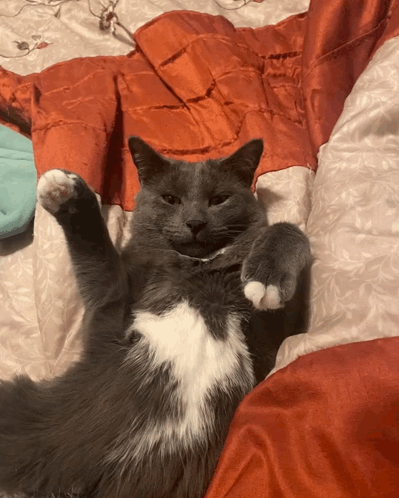 A Gray And White Cat Is Laying On Its Back With Its Paws Up GIF