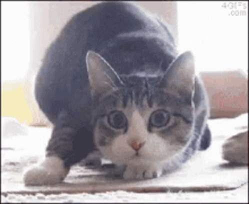 A Gray And White Cat Is Laying On The Floor And Looking At The Camera GIF