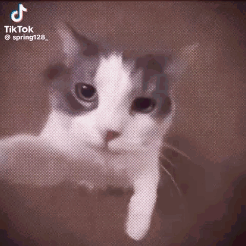A Gray And White Cat Is Looking At The Camera While Being Held In Someone 'S Hand . GIF