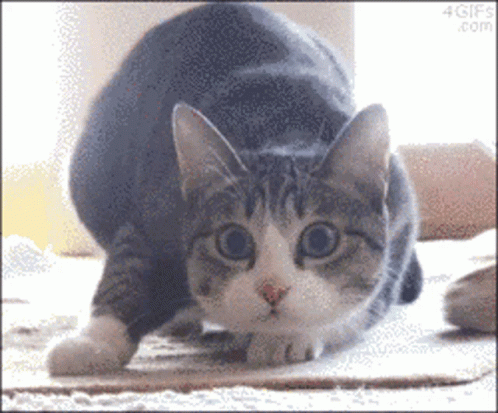 A Gray And White Cat Is Looking At The Camera With A 4Gifs.com Watermark GIF