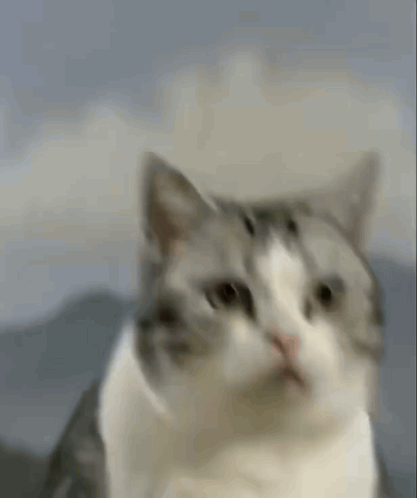 A Gray And White Cat Is Looking At The Camera With A Serious Look On Its Face . GIF