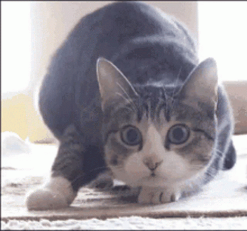 A Gray And White Cat Is Looking At The Camera With Its Eyes Wide Open GIF