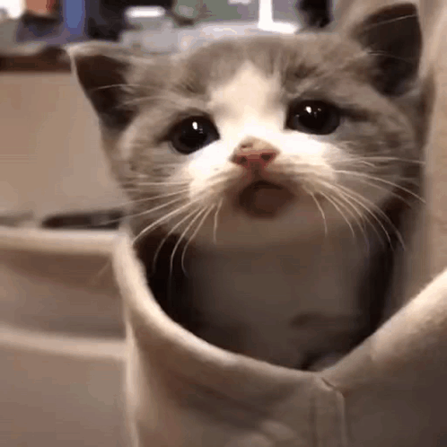 A Gray And White Cat Is Sitting Inside Of A Person 'S Sweatshirt . GIF