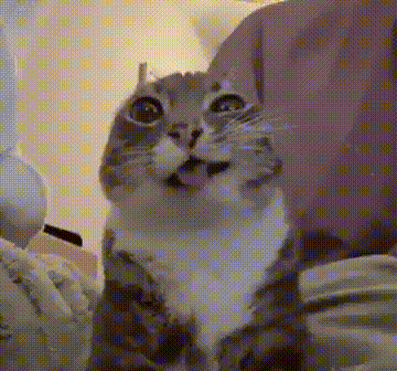 A Gray And White Cat Is Sitting On A Bed With Its Mouth Open . GIF