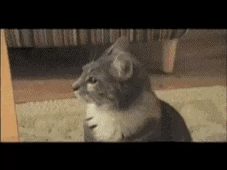 A Gray And White Cat Is Sitting On A Carpet Looking At The Camera . GIF