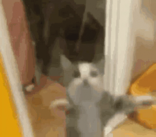 A Gray And White Cat Is Standing In A Room Next To A Yellow Bucket . GIF