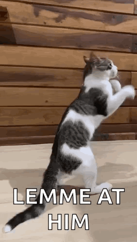 A Gray And White Cat Is Standing On Its Hind Legs And Playing With A Toy . GIF
