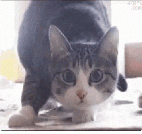 A Gray And White Cat Is Standing On Its Hind Legs On A Table . GIF