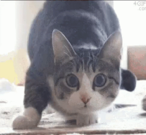 A Gray And White Cat Is Standing On Its Hind Legs On A Table Looking At The Camera . GIF