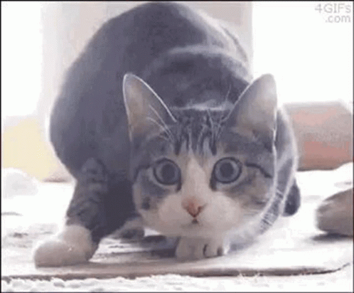 A Gray And White Cat Is Standing On Its Hind Legs On The Floor . GIF