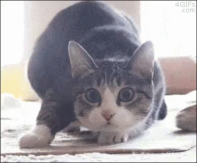 A Gray And White Cat Is Stretching Its Legs On A Cardboard Box . GIF