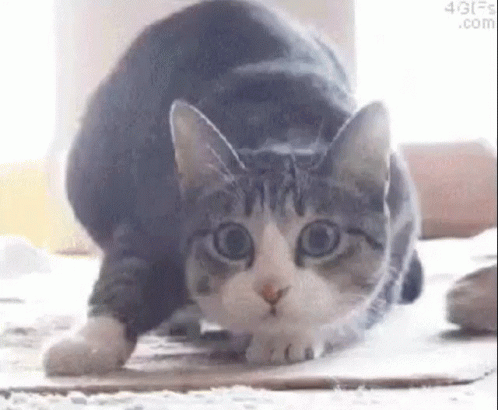 A Gray And White Cat Is Stretching Its Legs On A Carpet . GIF