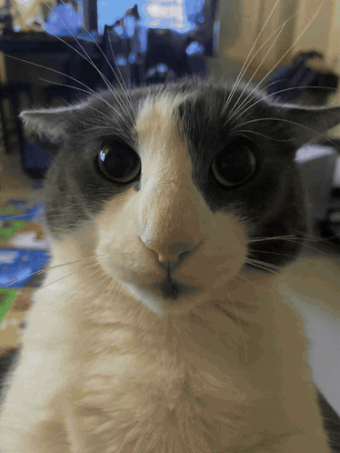 A Gray And White Cat Looking At The Camera GIF