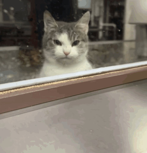Gray And White Cat Looking Out Window GIF