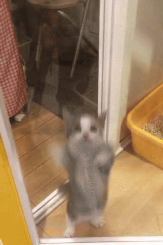 A Gray And White Cat Standing In Front Of A Yellow Litter Box GIF