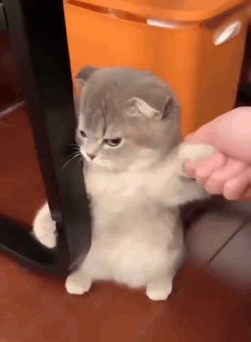 A Gray And White Cat Standing Next To An Orange Trash Can GIF