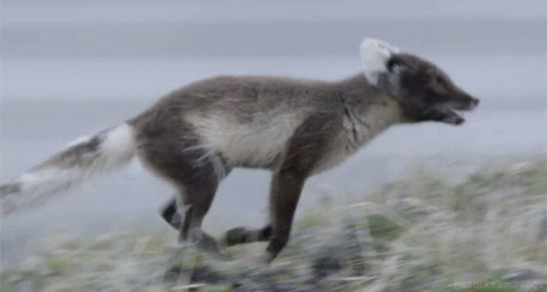 A Gray And White Fox Is Running On A Grassy Hill GIF