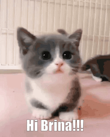 A Gray And White Kitten Is Sitting On A Pink Surface And Says Hi Brina !!! GIF