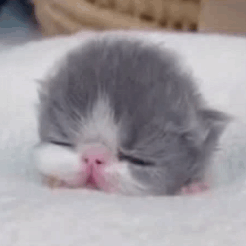 A Gray And White Kitten Is Sleeping On A White Blanket On A Bed . GIF