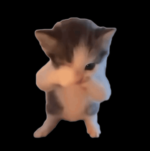 A Gray And White Kitten Is Standing On Its Hind Legs On A Black Background GIF