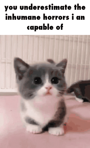 A Gray And White Kitten With A Caption That Says You Underestimate The Inhumane Horrors I Am Capable Of . GIF