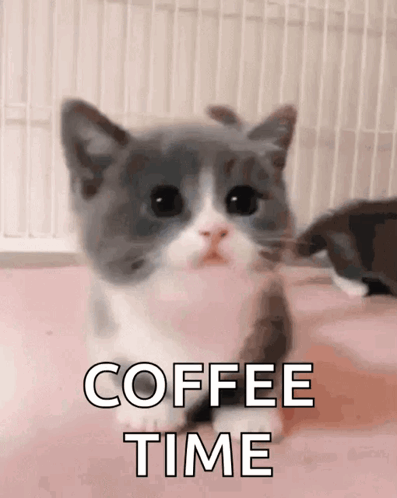 a gray and white kitten with the words coffee time written above it