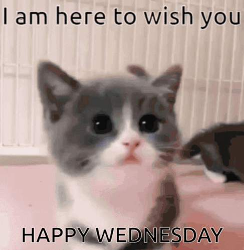 A Gray And White Kitten With The Words " I Am Here To Wish You Happy Wednesday " On The Bottom GIF