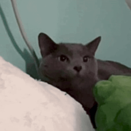 A Gray Cat Is Laying On A Bed With A Green Pillow . GIF