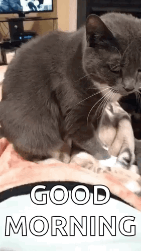 A Gray Cat Is Laying On A Bed With The Words `` Good Morning '' Written Above It . GIF