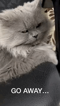 a gray cat is laying on a black couch with the words `` go away '' written on the bottom .