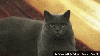 A Gray Cat Is Looking At The Camera With A Gif That Says Make Gifs At Gifsoup.com Below It GIF