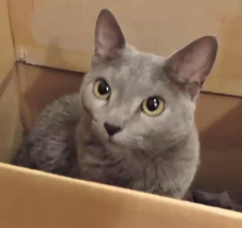 A Gray Cat Is Peeking Out Of A Cardboard Box . GIF