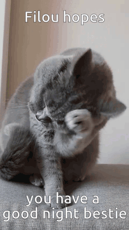 A Gray Cat Is Scratching Its Face With Its Paws While Sitting On A Couch . GIF