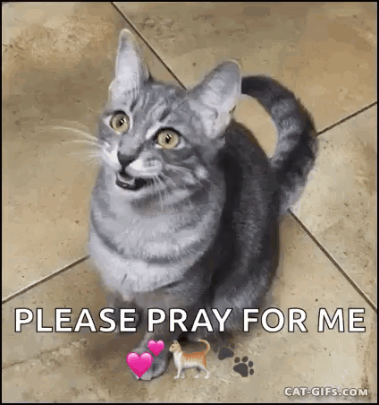 A Gray Cat Is Sitting On A Tiled Floor With Hearts On Its Paws And A Small Dog . GIF