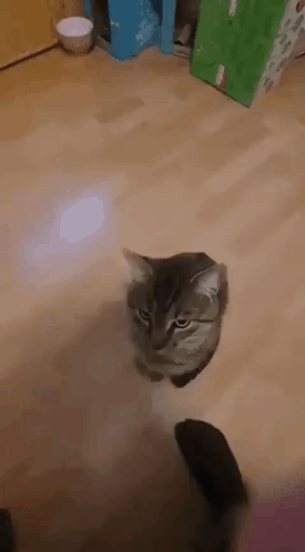A Gray Cat Is Sitting On A Wooden Floor Looking At The Camera . GIF