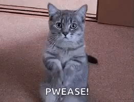 A Gray Cat Is Sitting On Its Hind Legs On A Carpet . GIF
