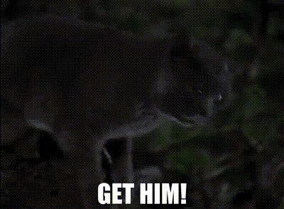 A Gray Cat Is Standing In The Dark With The Words `` Get Him '' Written On The Bottom . GIF