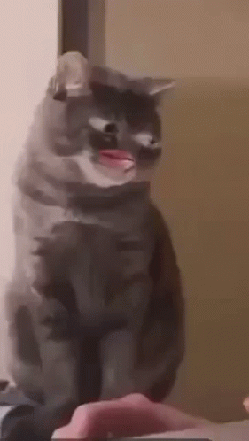 A Gray Cat Is Standing Next To A Person 'S Hand . GIF