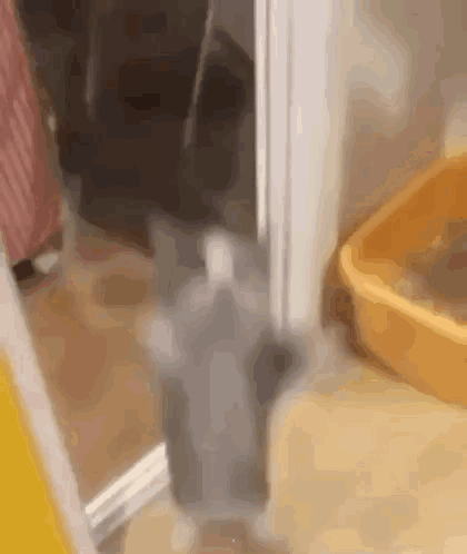 A Gray Cat Is Standing Next To A Yellow Litter Box In A Room . GIF