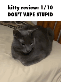 a gray cat laying on a bed with a caption that says kitty review 1/10 don 't vape stupid