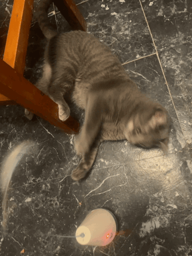 A Gray Cat Laying On The Floor Next To A White Cup With A Red Light On It GIF