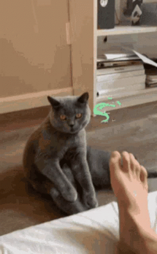 A Gray Cat Sitting On The Floor Next To A Person 'S Foot GIF